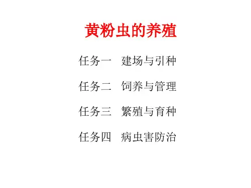 项目一黄粉虫的养