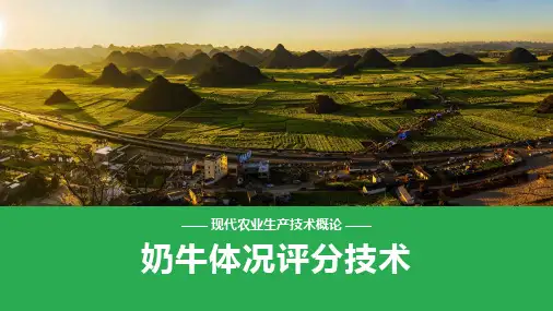 养牛技术—奶牛体况评分技术