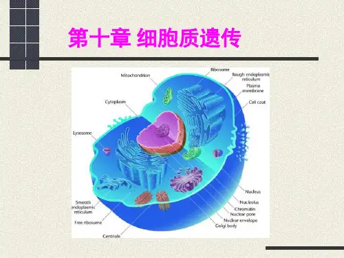 南开大学遗传学-10细胞质遗传
