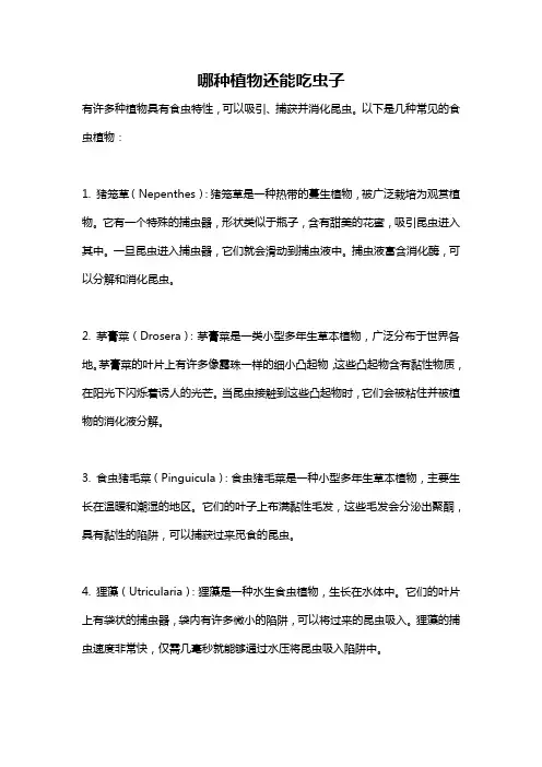 哪种植物还能吃虫子
