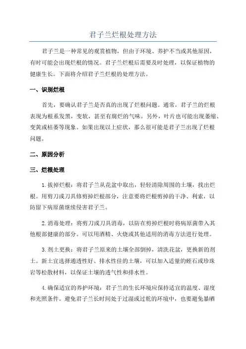君子兰烂根处理方法