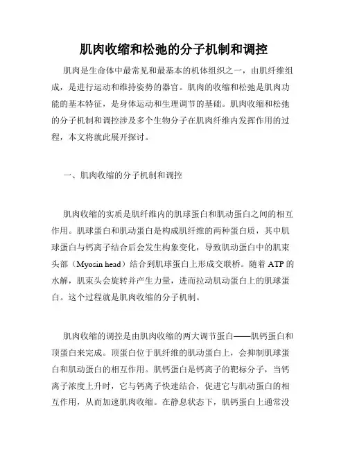肌肉收缩和松弛的分子机制和调控