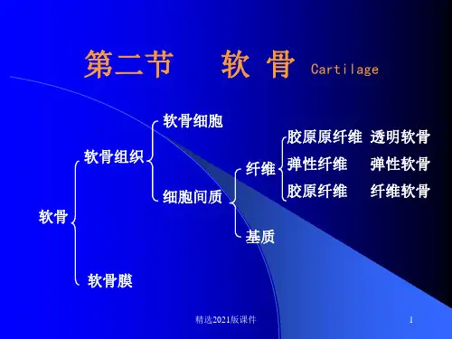 4第四章 结缔组织(软骨与骨)ppt课件