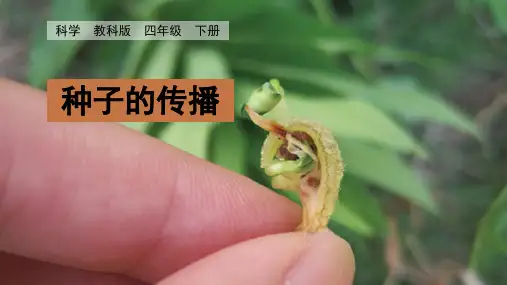 小学科学课件：种子的传播