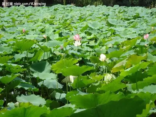 冀教版二年级教学课件荷叶伞