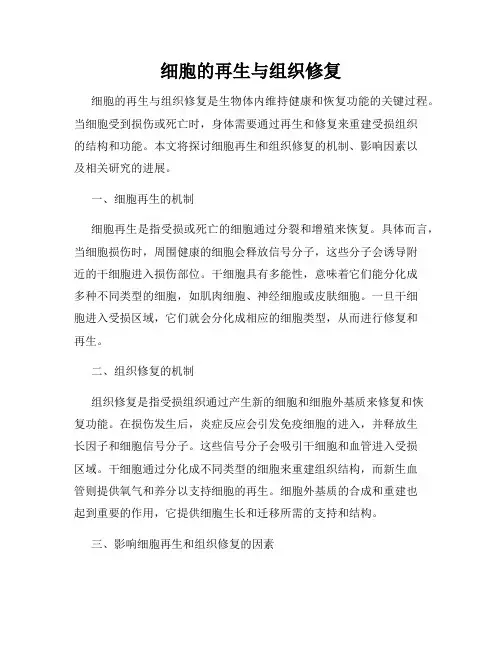 细胞的再生与组织修复