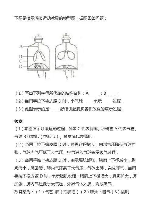 呼吸运动教具的模型图