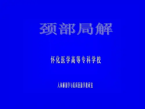 颈部解剖