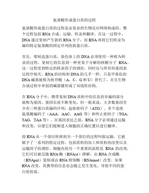 氨基酸形成蛋白质的过程