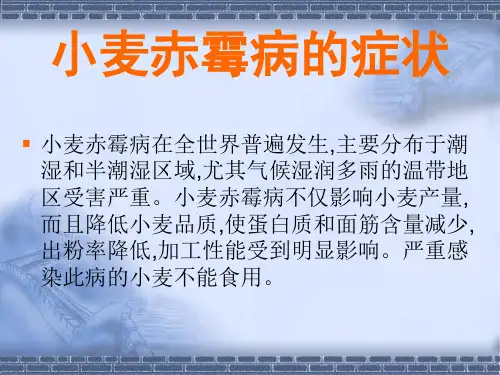 小麦赤霉病的症状ppt精品医学课件