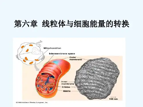 第六章线粒体与细胞能量的转换