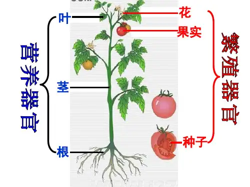 沪教版生物八年级第二册 4.1.3 叶的结构与功能 课件