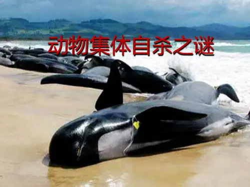 动物集体自杀之谜