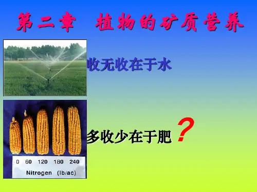 植物生理学课件  02矿质营养