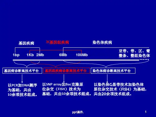DMD的基因诊断ppt课件
