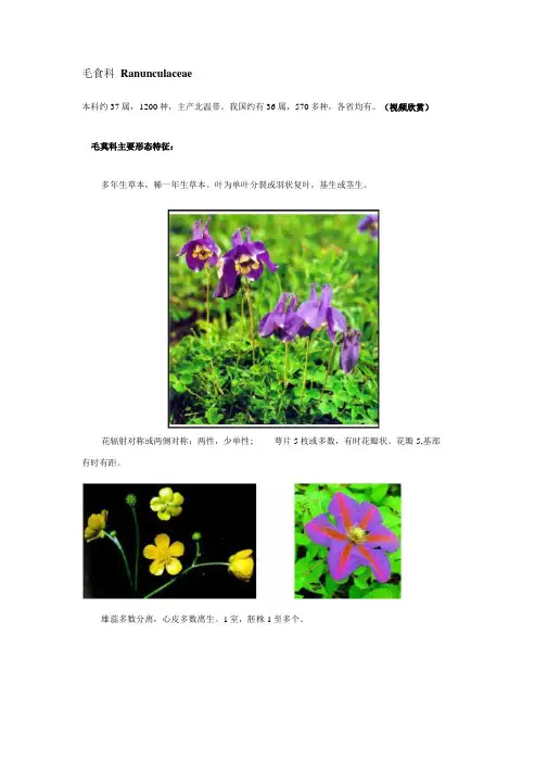 《植物学复习》双子叶植物纲毛茛科.docx