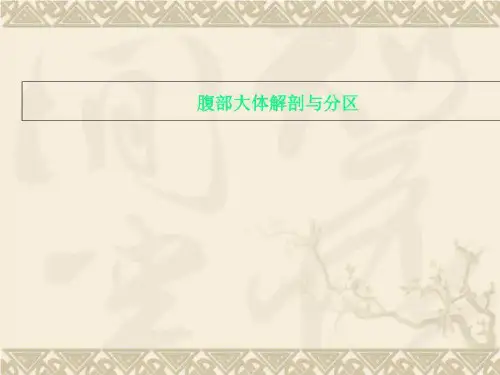 腹部大体解剖与分区