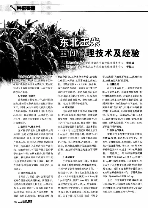 东北玉米田间管理技术及经验