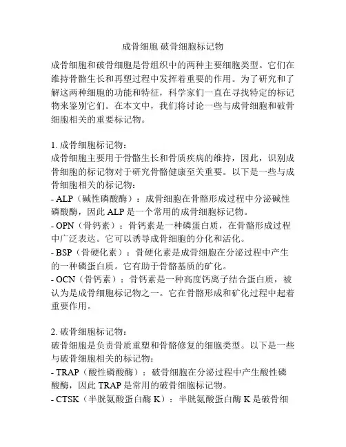 成骨细胞 破骨细胞标记物