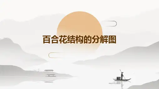 百合花的结构的分解图