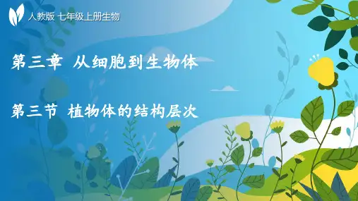 人教版生物七年级上册1.3.3《植物体的结构层次》教学课件