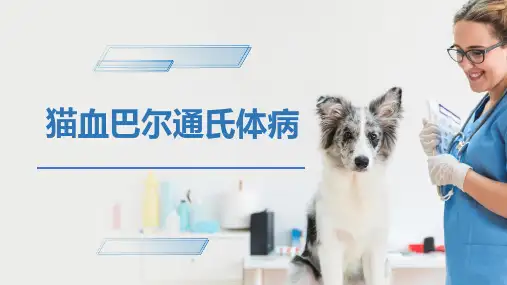 犬猫的传染病(猫血巴尔通氏体病)-宠物医生课件