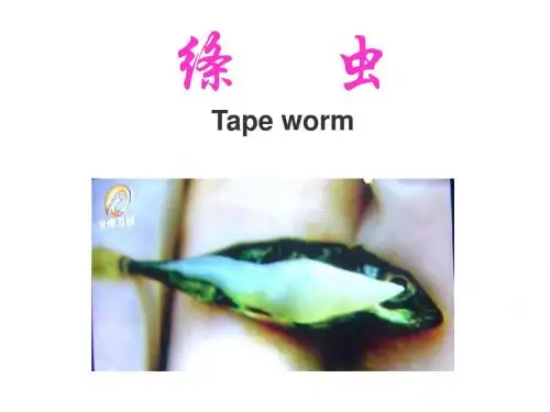 猪带绦虫