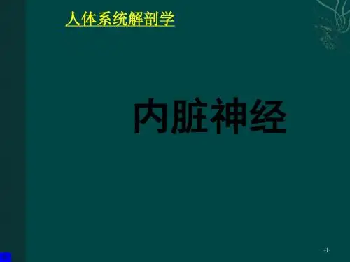 人体系统解剖学内脏神经ppt课件