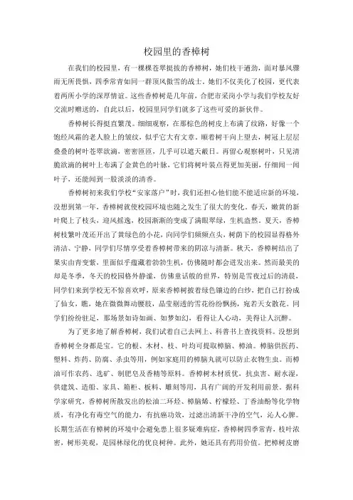 校园里的香樟树
