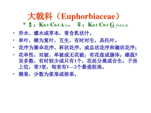 大戟科(Euphorbiaceae)