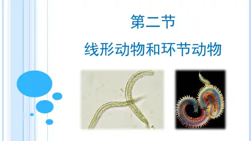第二节线形动物和环节动物课件-2023-2024学年人教版生物八年级上册