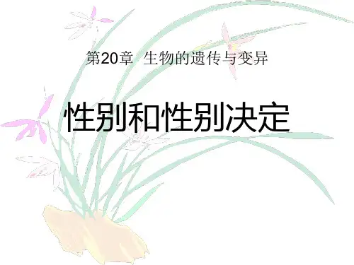 《性别和性别决定》北师大版八年级生物上册