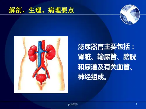 肾内科相关基础知识-ppt课件