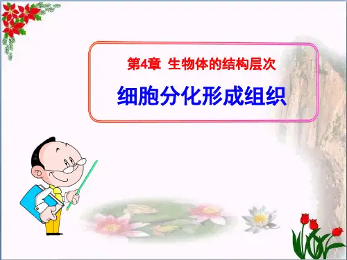 《细胞分化形成组织》PPT课件 图文