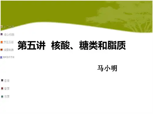 人教版·高中生物·高三一轮复习课件·第5讲 核酸、糖类和脂质