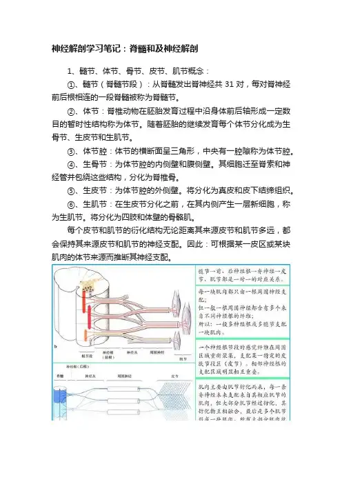 神经解剖学习笔记：脊髓和及神经解剖
