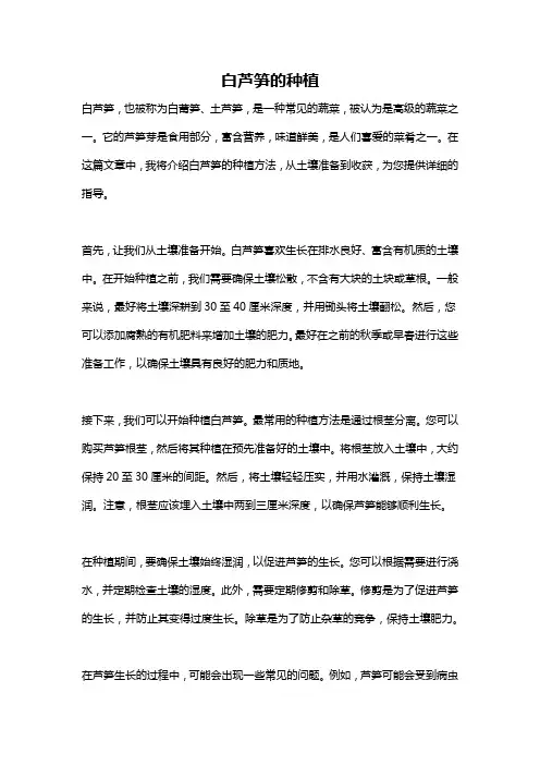 白芦笋的种植