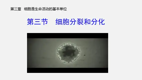 第3章第3节 细胞分裂和分化 -2022-2023学年七年级生物上册同步教学精品课件(苏教版 )