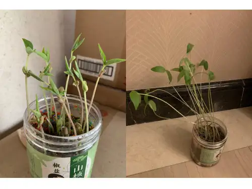 观察叶(课件)一年级上册科学教科版