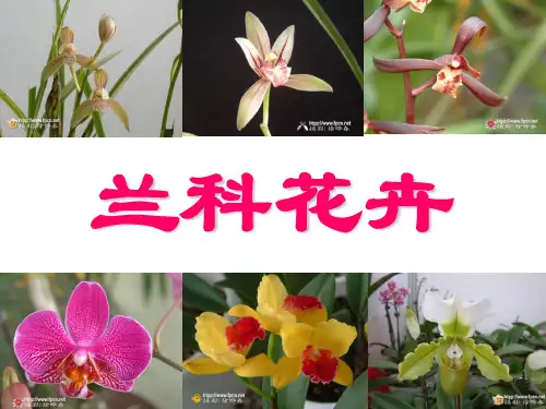 3兰花