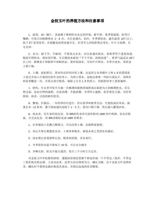 金枝玉叶的养殖方法和注意事项