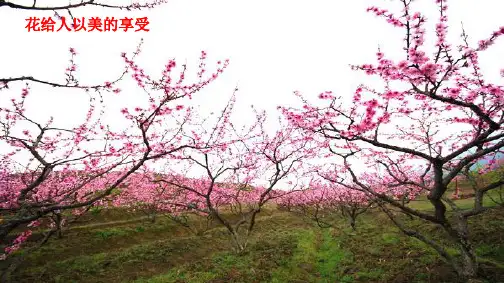 原创1：3.2.3开花和结果