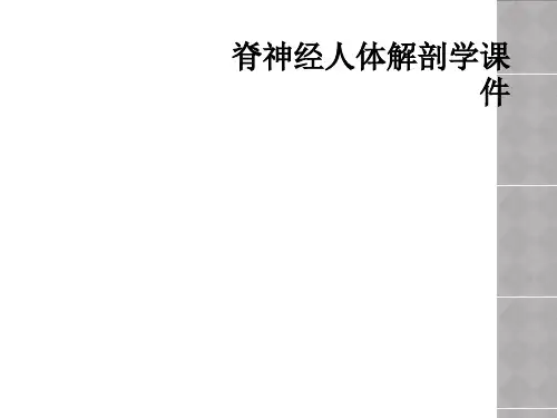 脊神经人体解剖学课件