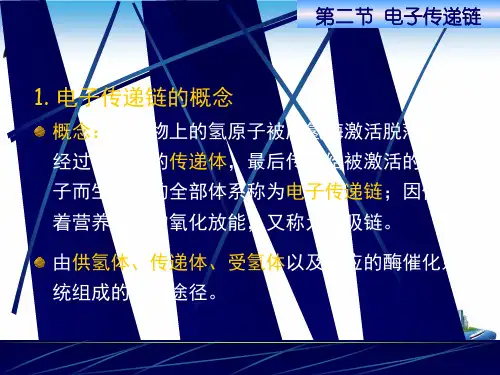 生物化学生物氧化电子传递链PPT课件