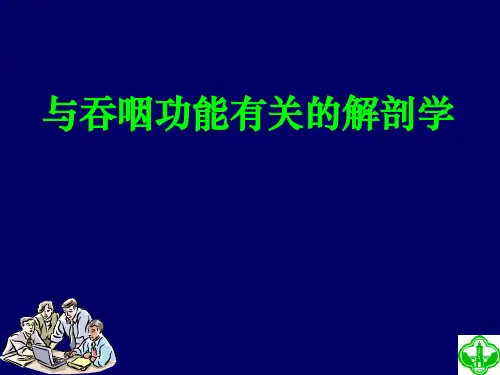 与吞咽功能有关的解剖学-精品医学课件