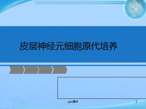 大鼠皮层神经元细胞原代培养  ppt课件