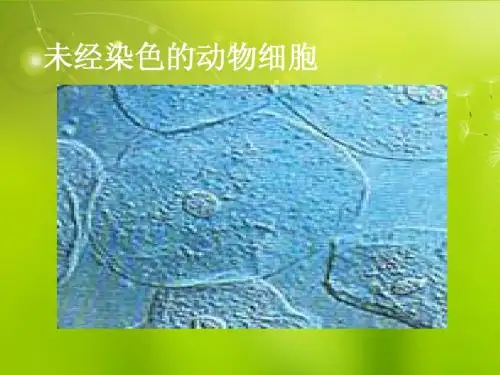 高中生物《第三章 第一节 细胞膜 系统的边界》课件 新人教版必修1