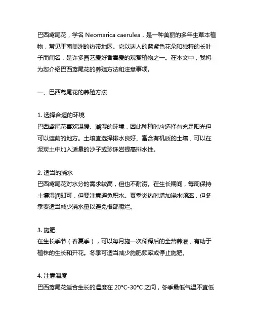 巴西鸢尾花的养殖方法和注意事项