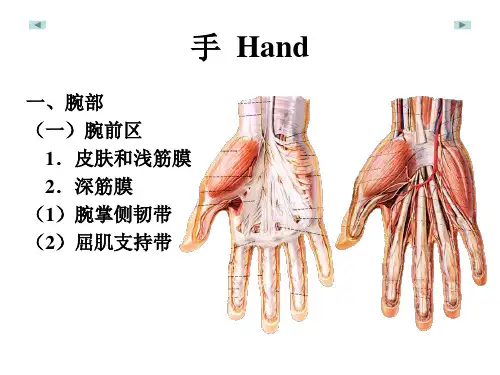 手局部解剖学课件