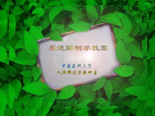 《正常人体解剖学》PPT课件